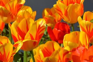 tulips, spring, orange, flower background, tulip flowers, blossoms, flower, nature, colorful, happy, beginning of spring, spring awakening, beautiful flowers, spring flowers, flower wallpaper, flora, botany, garden